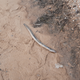 Illustration for article titled Anyone lose an eel?